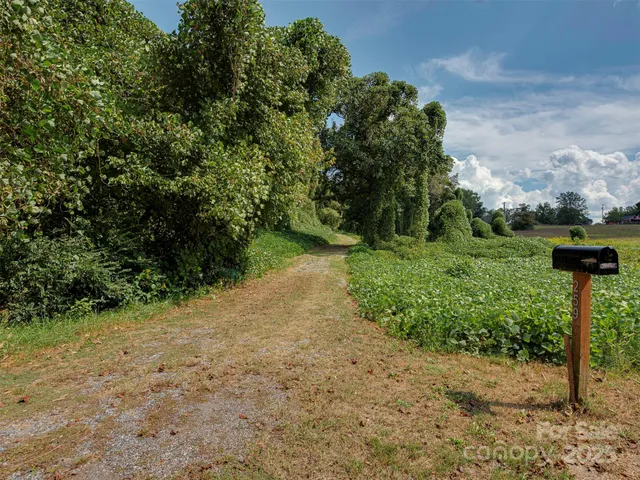 a view of a yard with plants