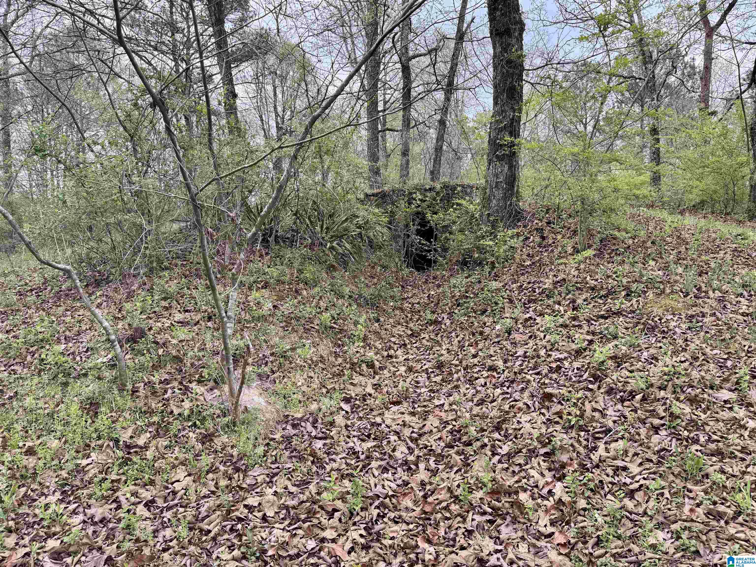 6420 Snowville Brent Road Dora, AL 35062 - Photo 9 of 22