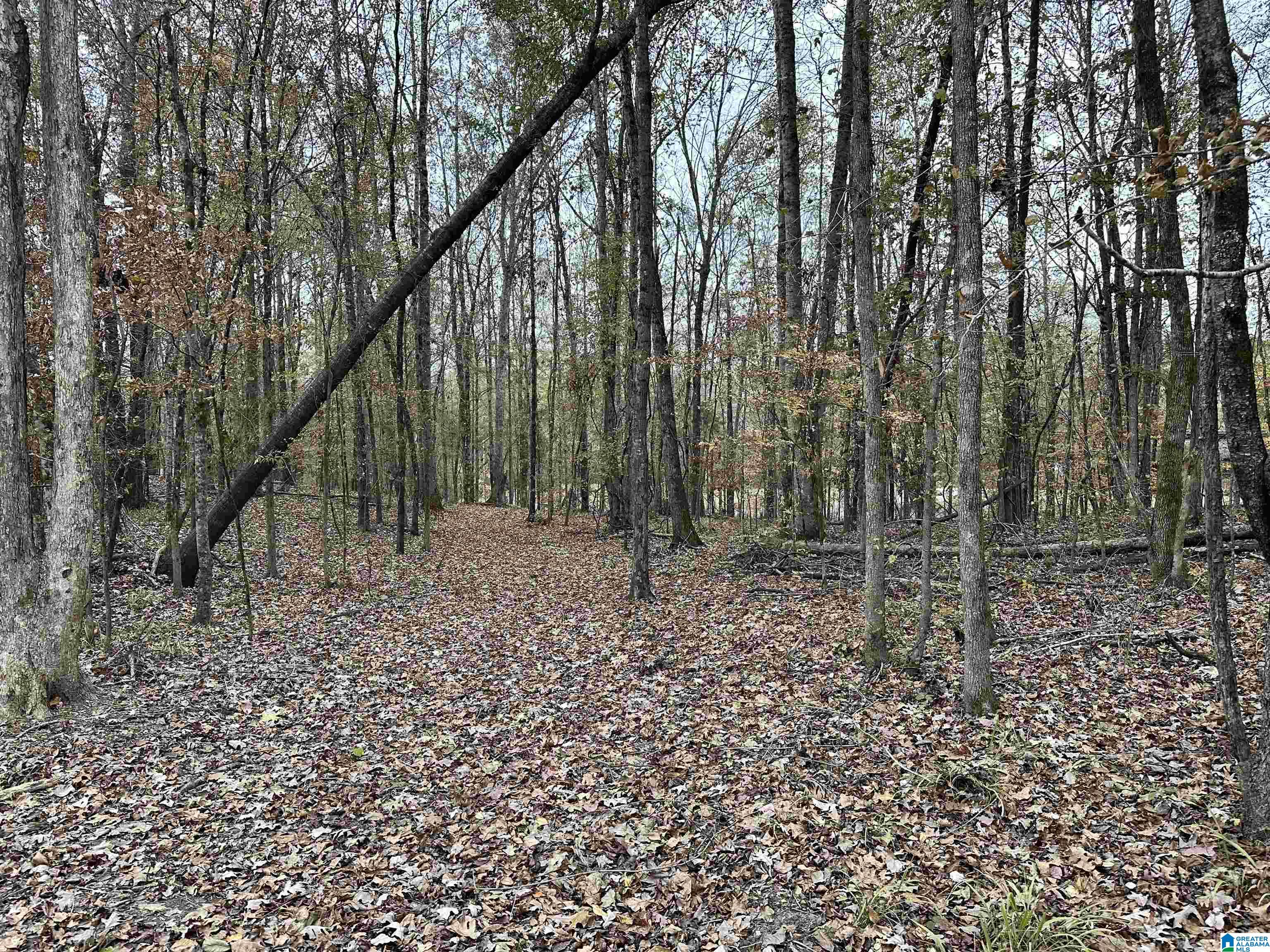 2240 Highway 17 Montevallo, AL 35115 - Photo 37 of 45