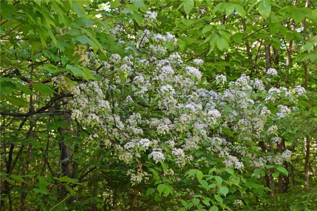 On Jalbert Road Fort Kent, ME 04743 - Photo 2 of 26 Cherry trees along the trail