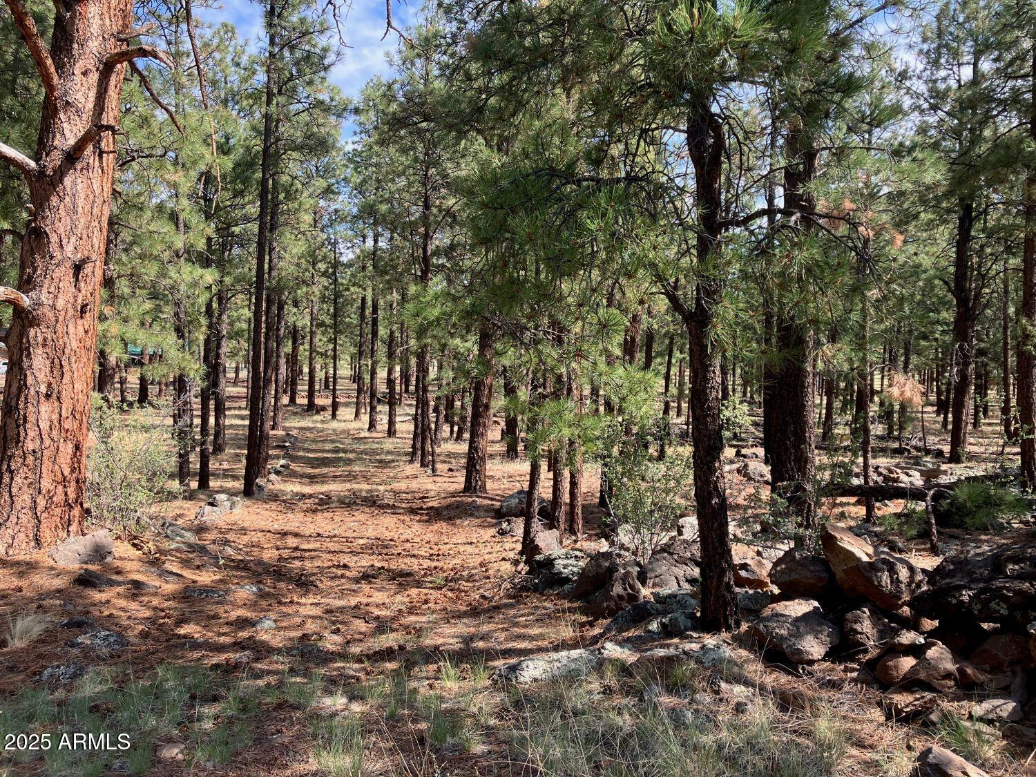 18 North County Road, Unit 103 Springerville, AZ 85938 - Photo 2 of 7 a view of a park with large trees