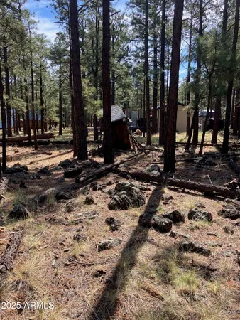 a view of a backyard with large trees