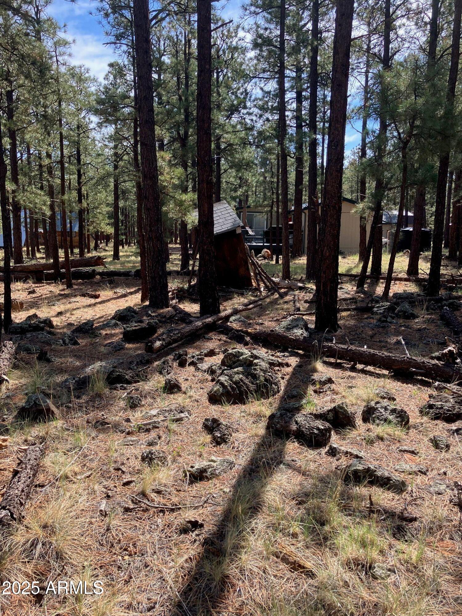 18 North County Road, Unit 103 Springerville, AZ 85938 - Photo 6 of 7 a view of a backyard with large trees