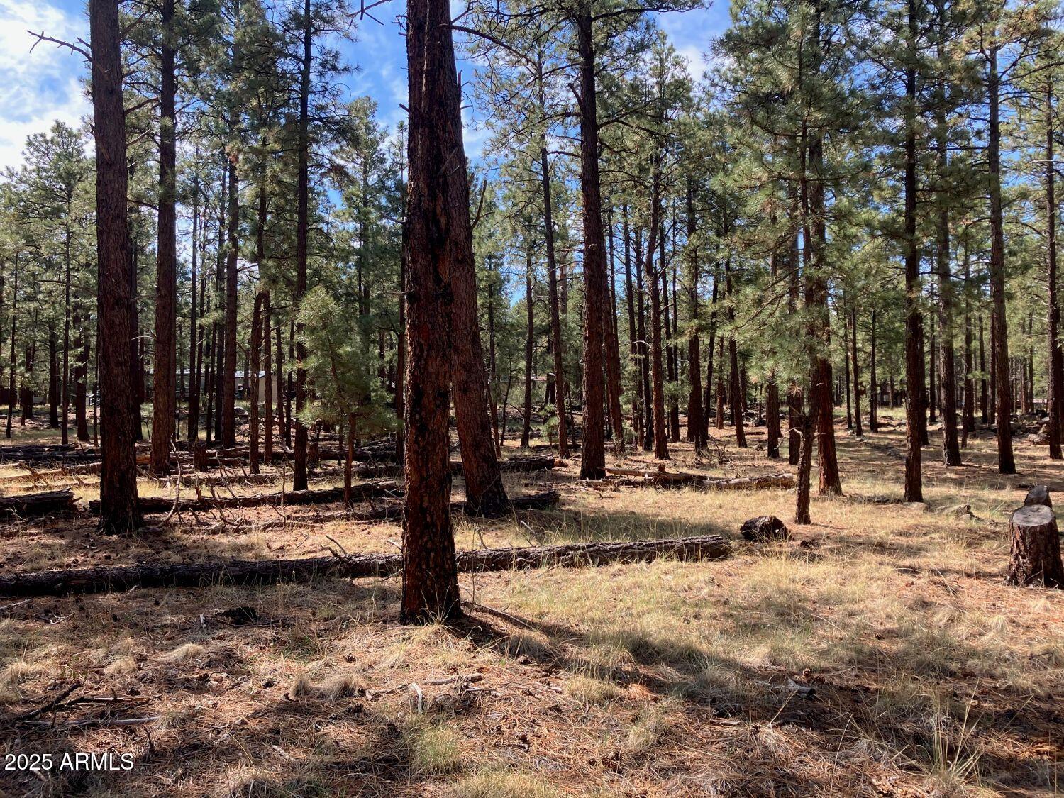 18 North County Road, Unit 103 Springerville, AZ 85938 - Photo 7 of 7 a view of road and trees