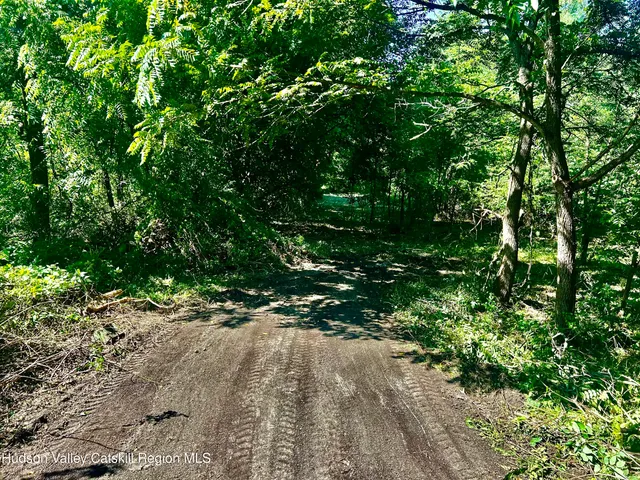 a view of a forest with trees