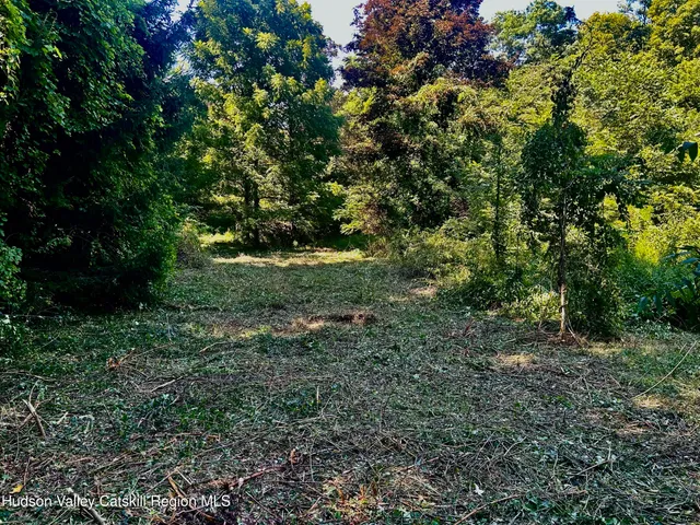 a view of a lush green forest