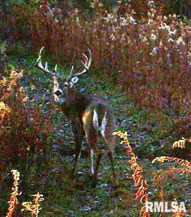 16202 West Cottonwood Road Elmwood, IL 61529 - Photo 11 of 60