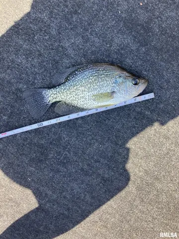 $1,325,000 | 16202 West Cottonwood Road, Elmwood, IL 61529