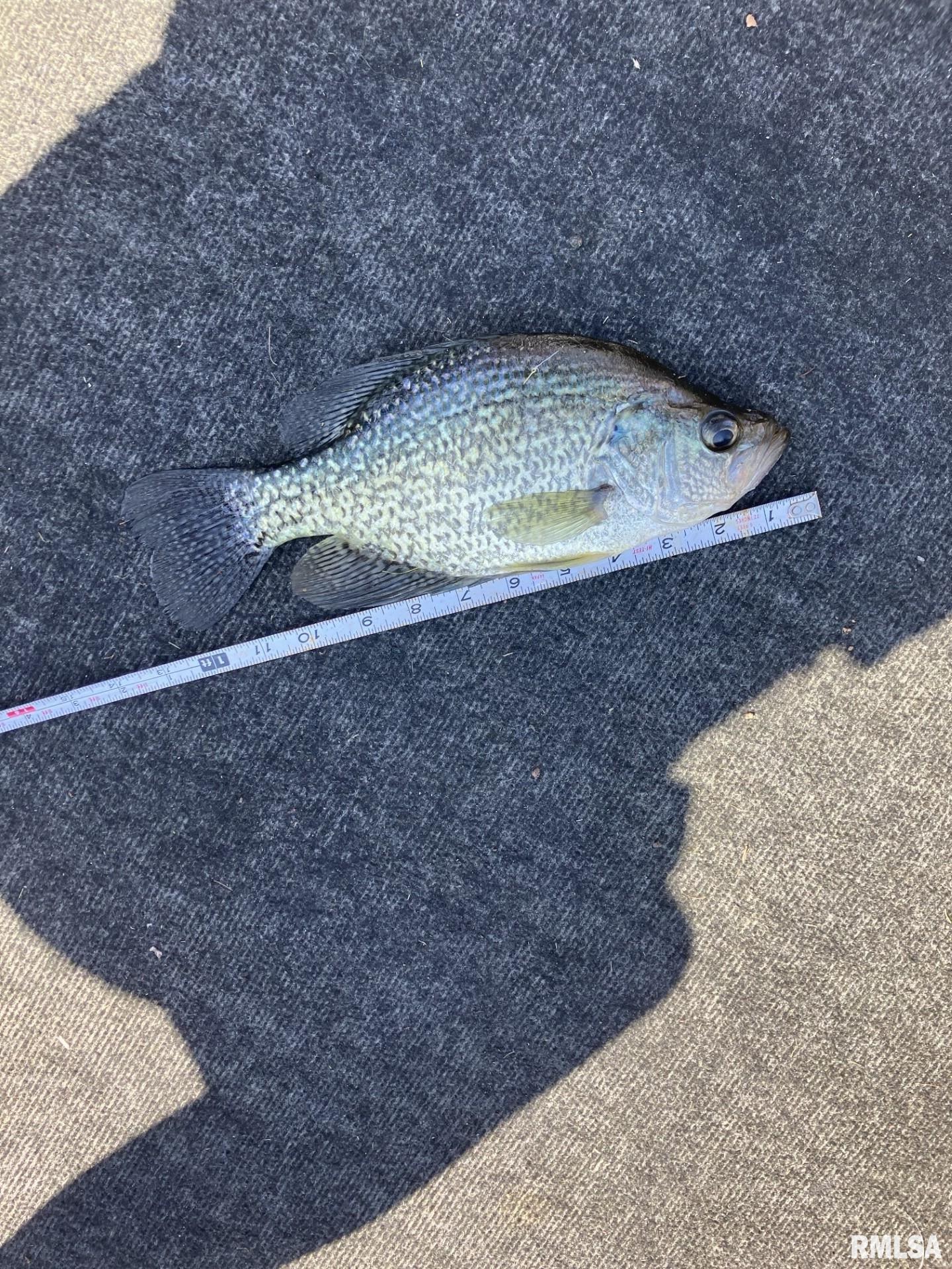 16202 West Cottonwood Road Elmwood, IL 61529 - Photo 53 of 60