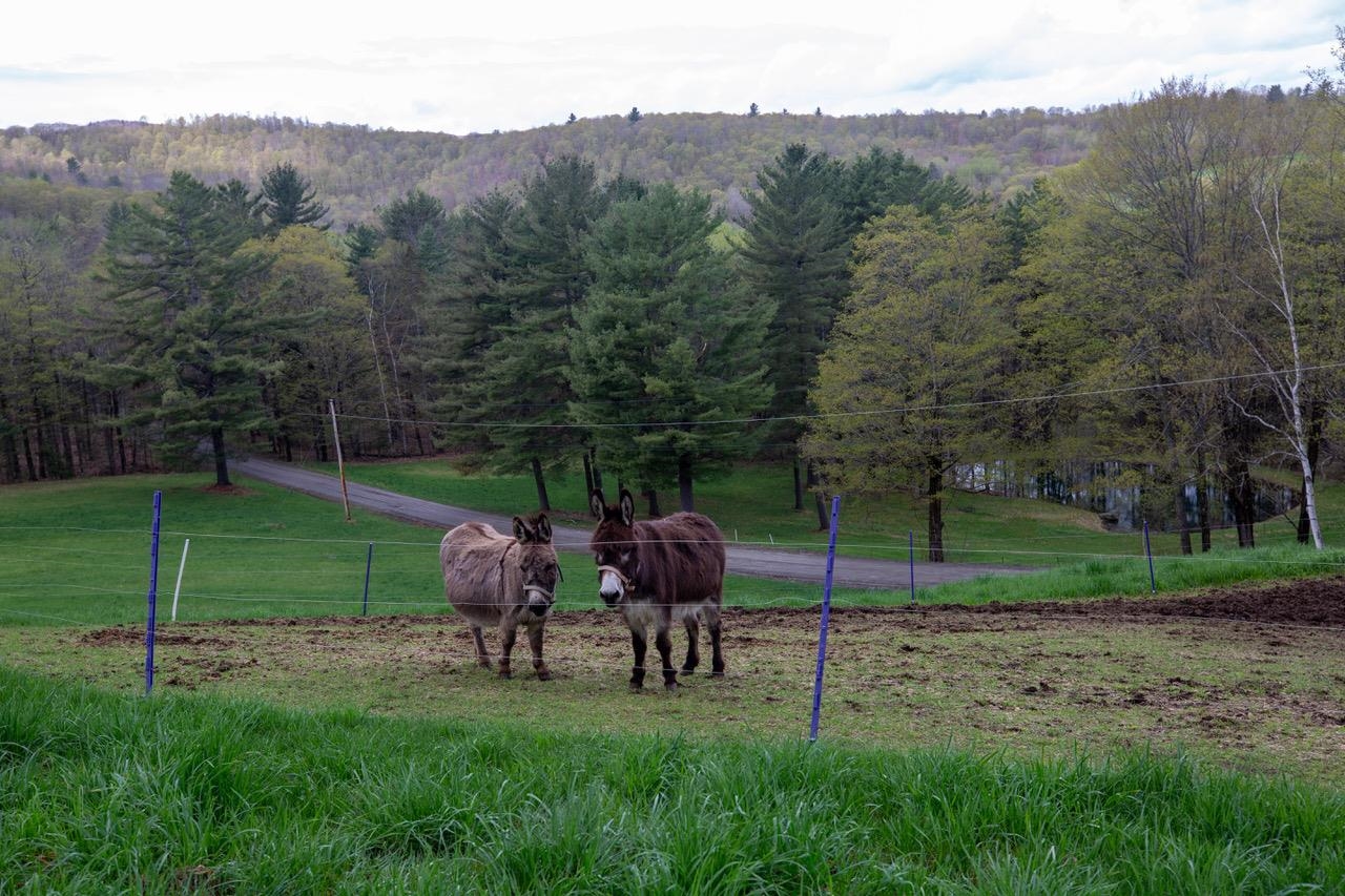 1605 Kingdom Road Vershire, VT 05079 - Photo 32 of 36