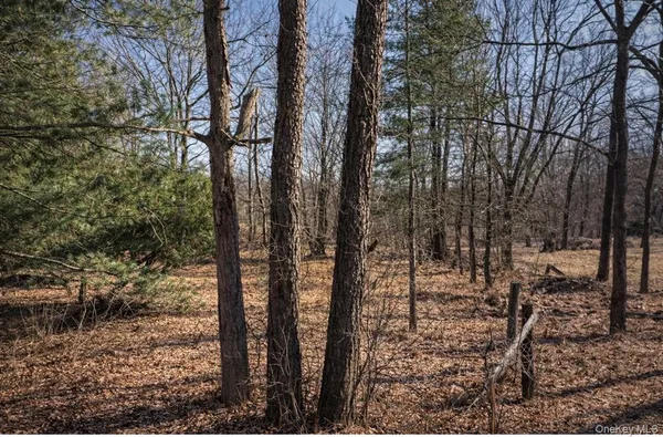 a view of a forest covered with trees