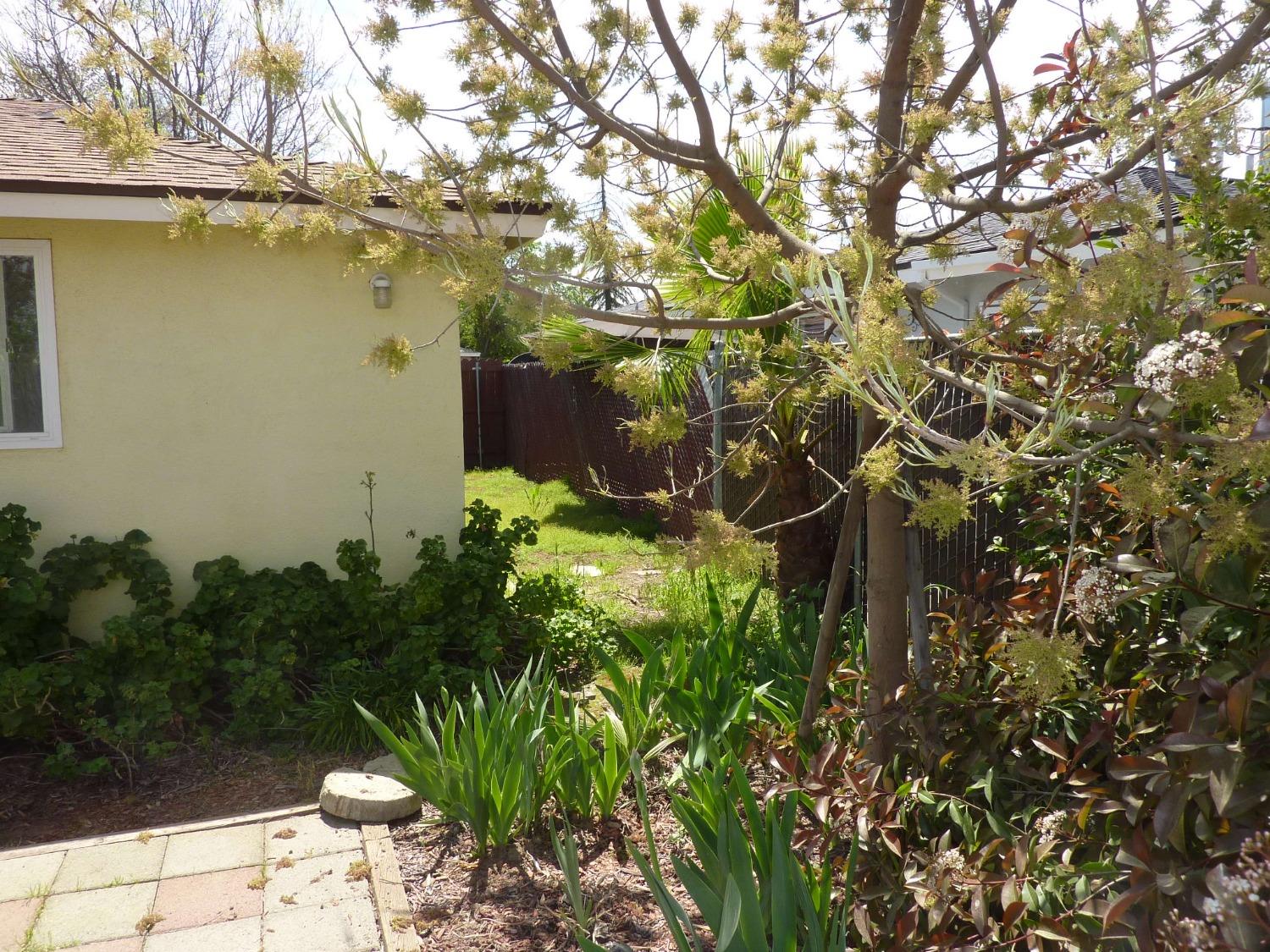 2629 East Richert Avenue Fresno, CA 93726 - Photo 25 of 32 a backyard of a house with lots of green space and a fountain