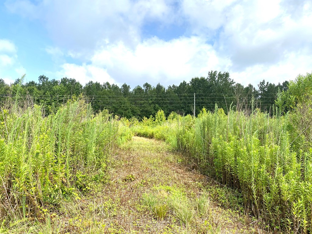 0 Southeast Fox Roxie, MS 39661 - Photo 14 of 22 Photo 14