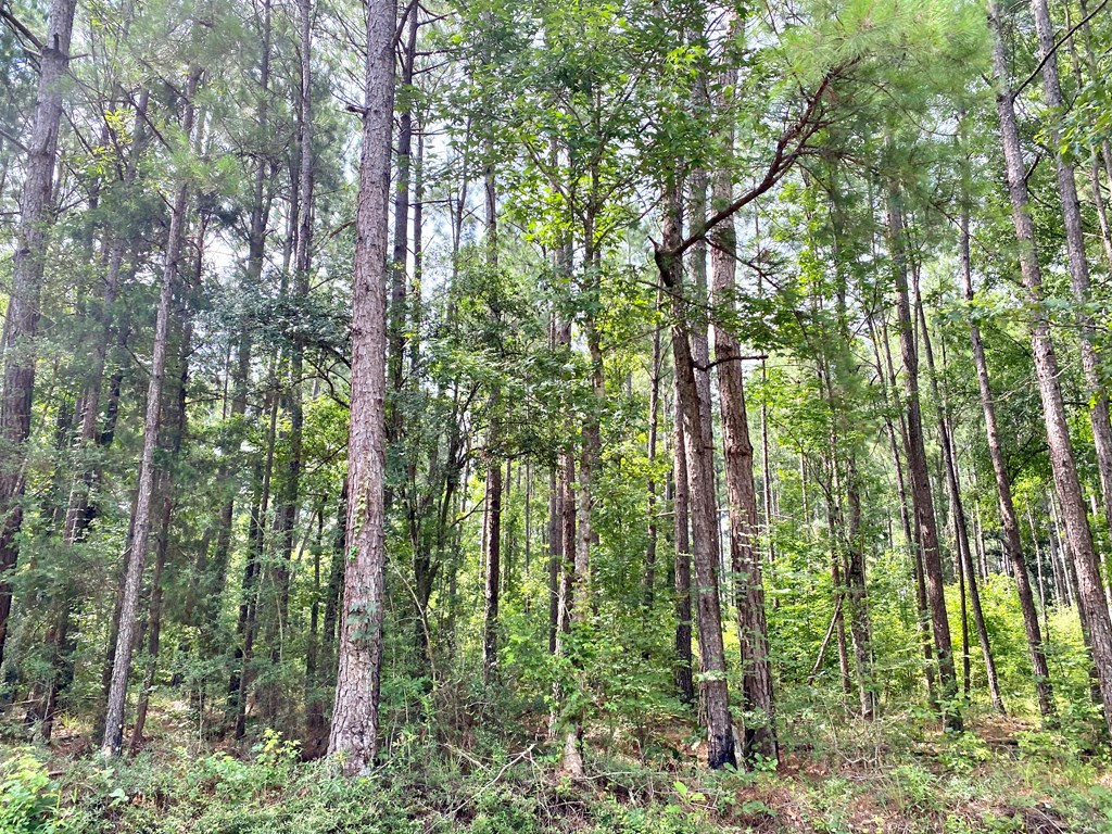0 Southeast Fox Roxie, MS 39661 - Photo 6 of 22 Photo 6