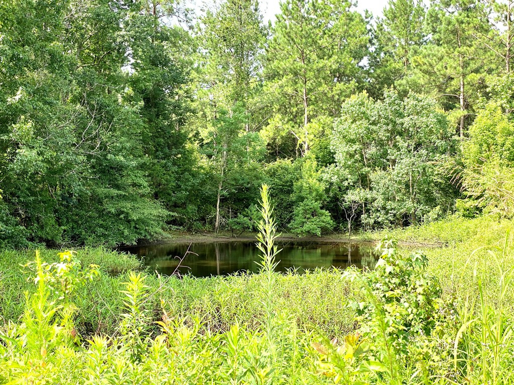 0 Southeast Fox Roxie, MS 39661 - Photo 8 of 22 Photo 8