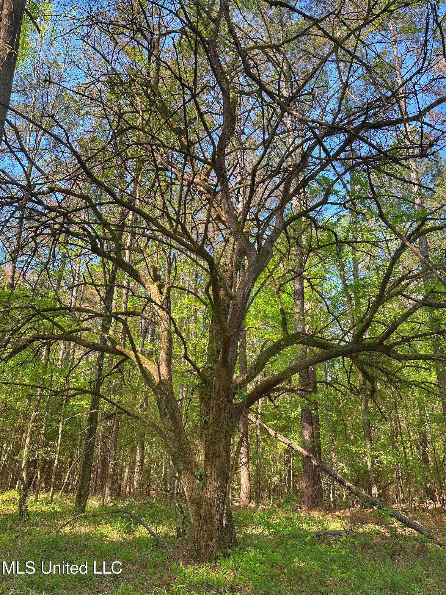 700 Rathell Road Lexington, MS 39095 - Photo 35 of 56 IMG_0329