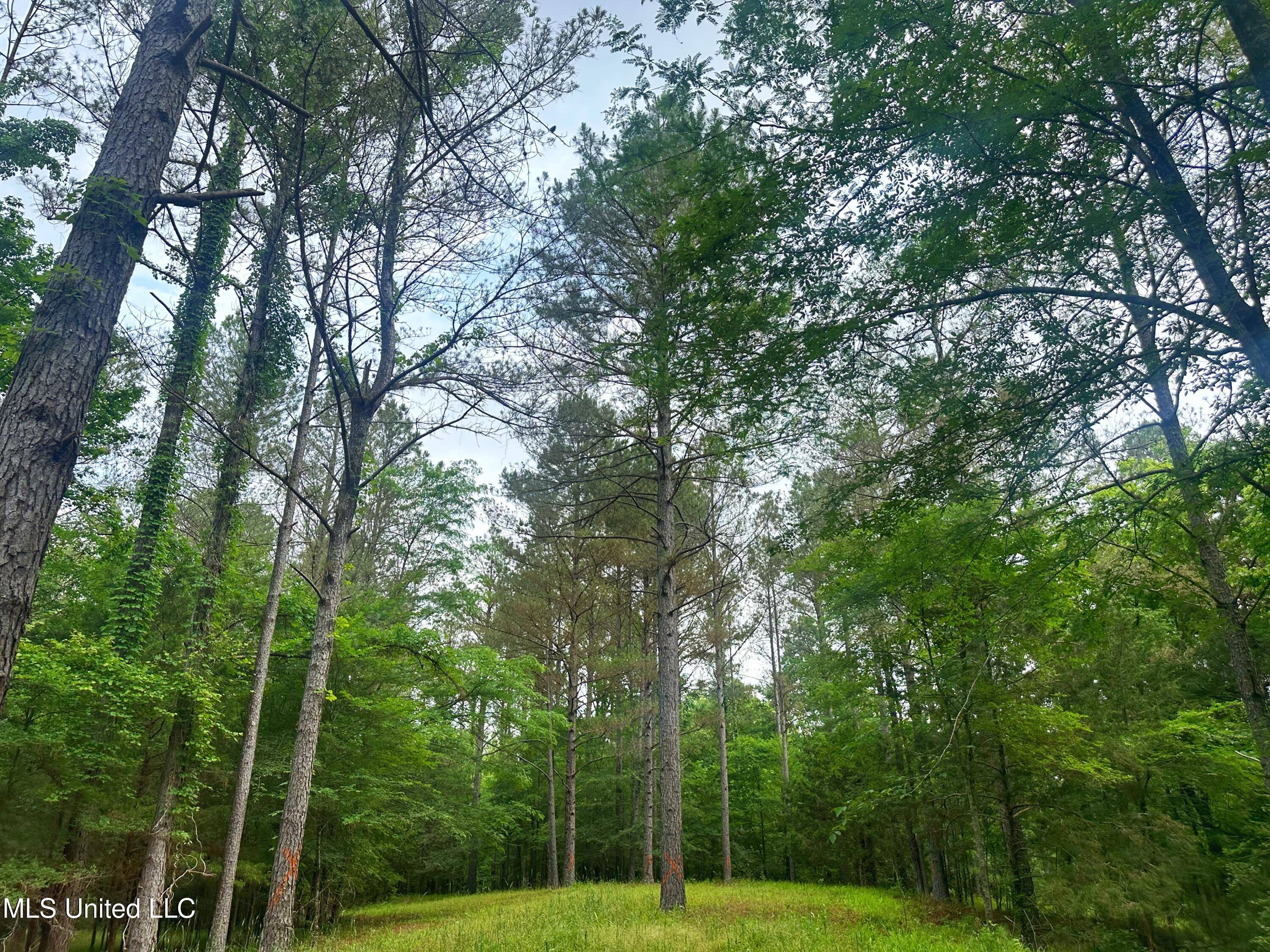 700 Rathell Road Lexington, MS 39095 - Photo 47 of 56 IMG_4131