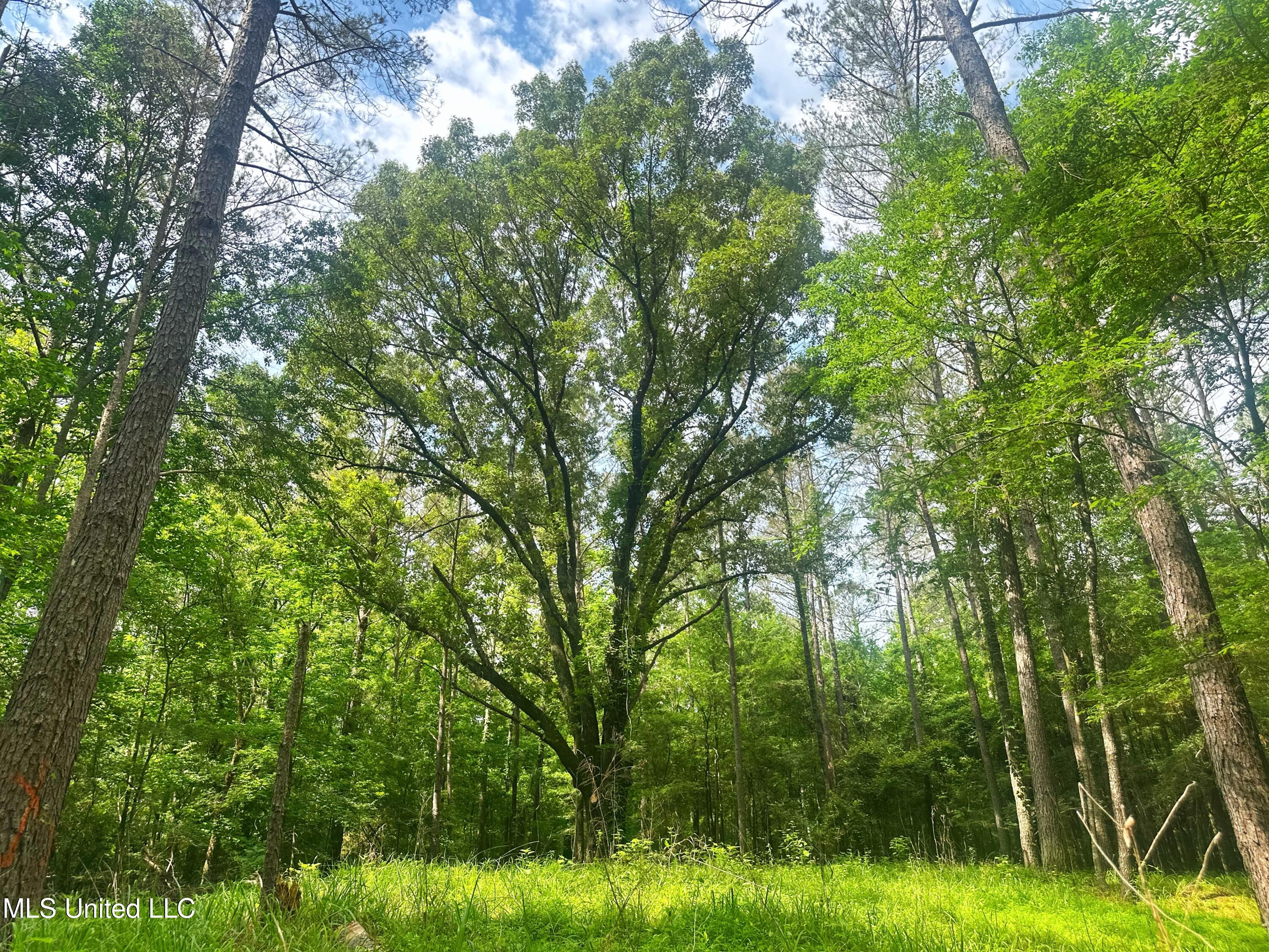 700 Rathell Road Lexington, MS 39095 - Photo 50 of 56 IMG_4136