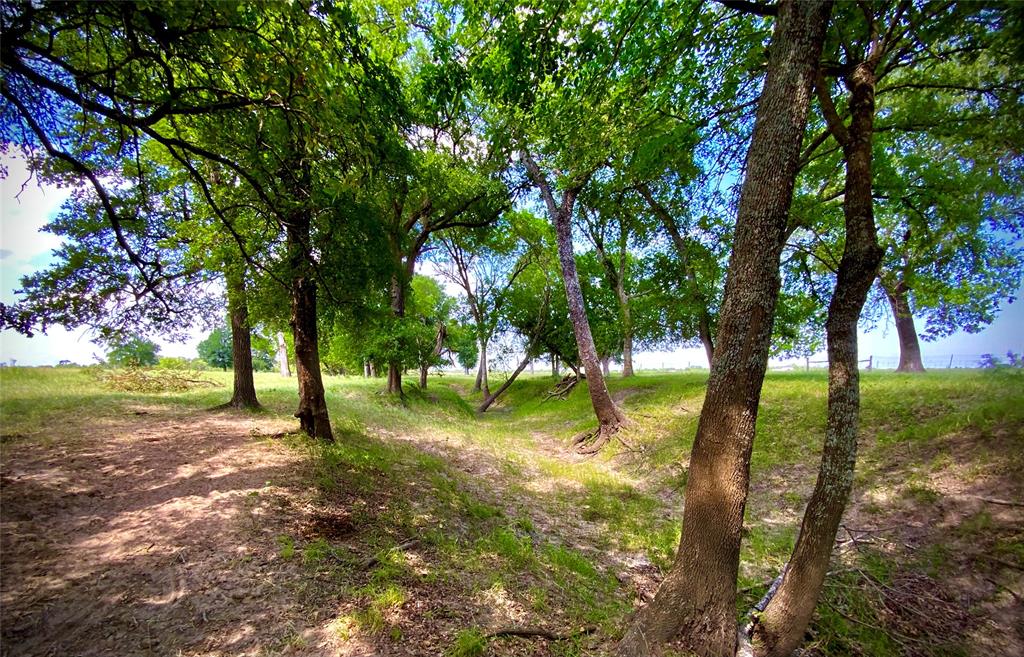 1 Fm 147 Marlin, TX 76661 - Photo 15 of 19 a view of a tree in a yard