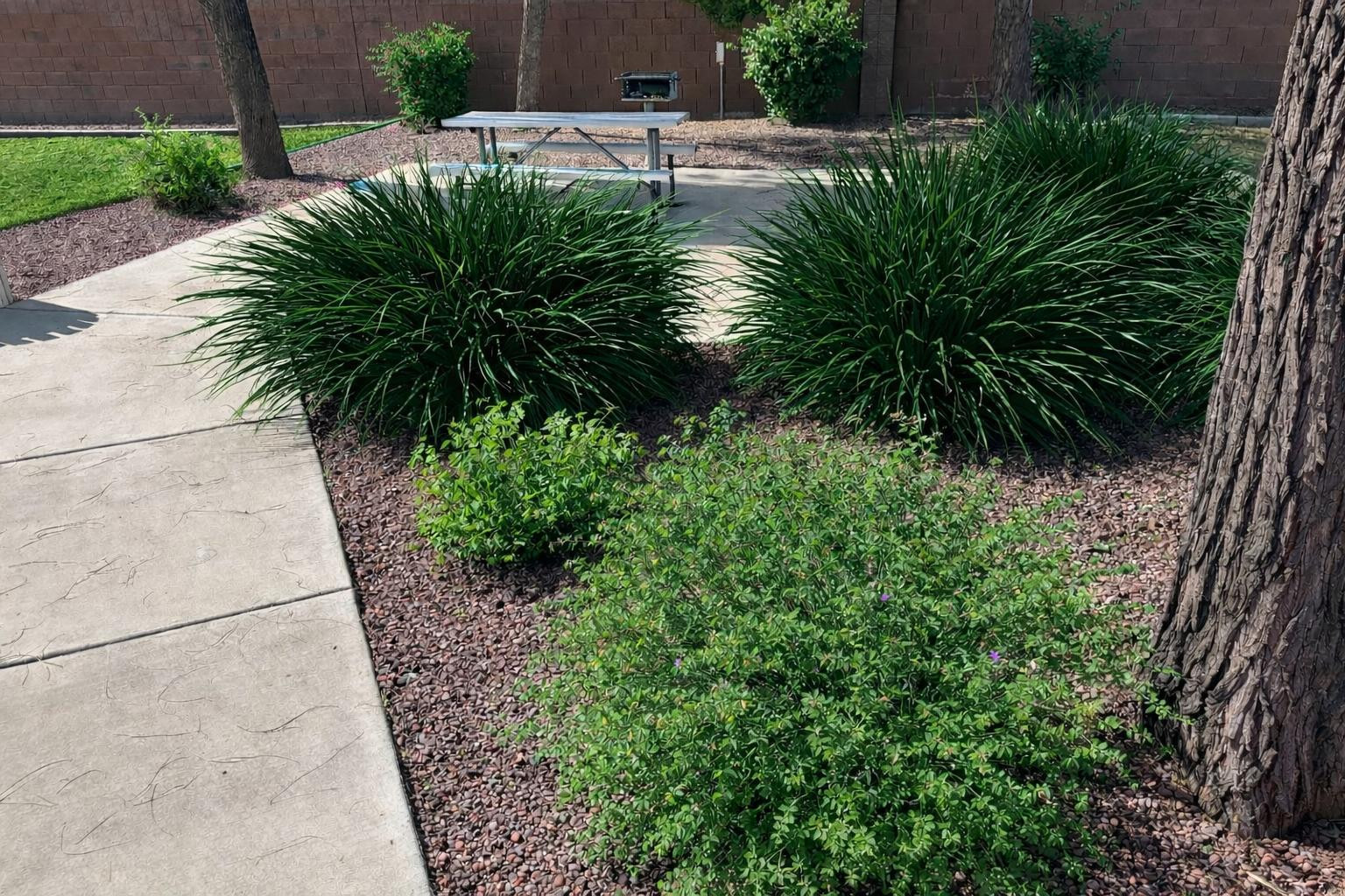 4132 East Chambers Street Phoenix, AZ 85040 - Photo 28 of 28 a view of a garden