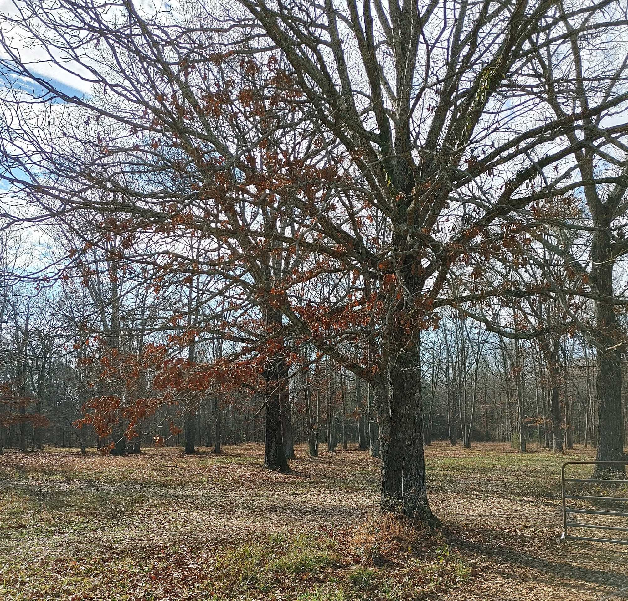 1 Newtown Road North Rockvale, TN 37153 - Photo 7 of 7 a view of a yard with large trees