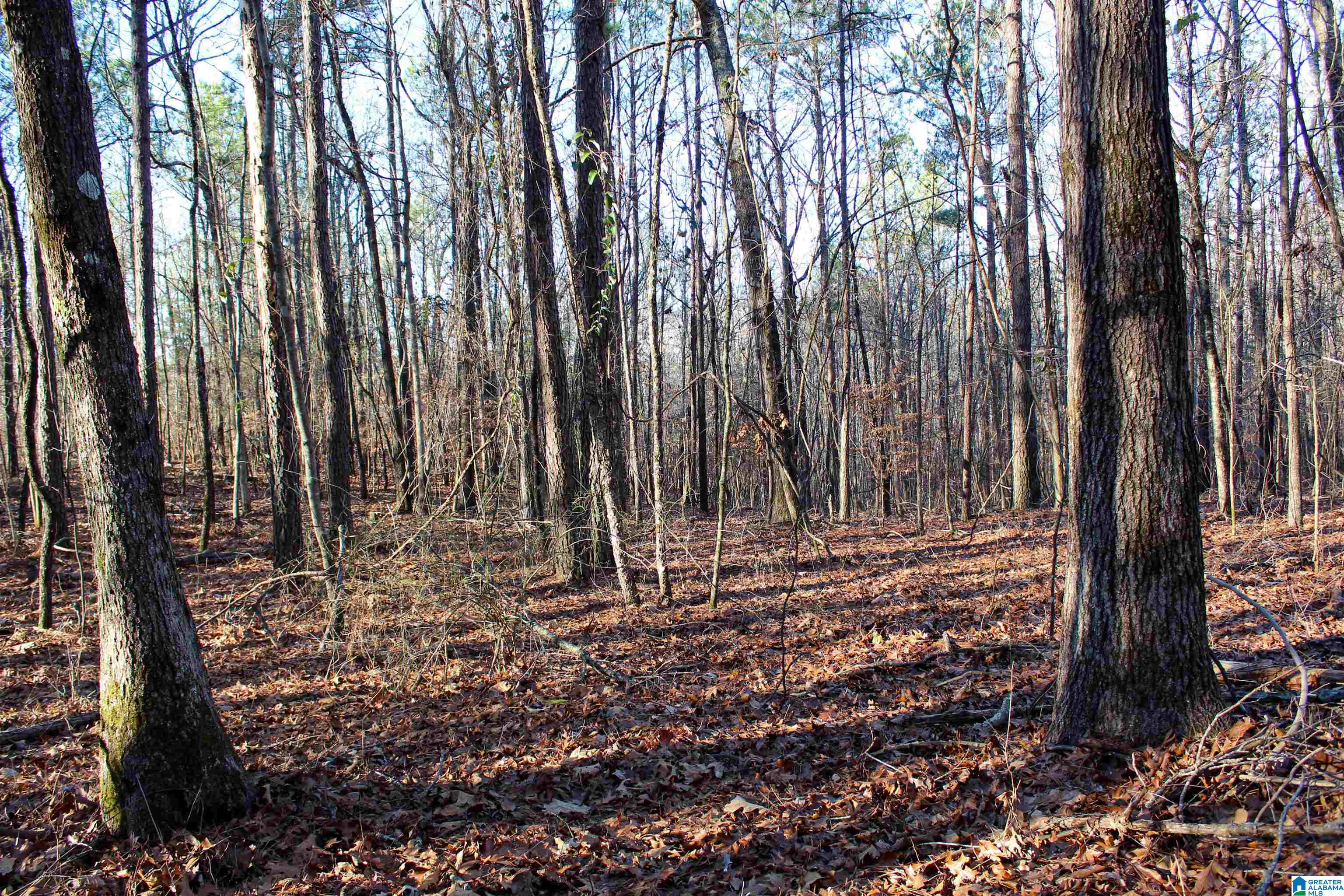 29 Highway Hamilton Al, Unit 1 Hamilton, AL 35570 - Photo 47 of 55