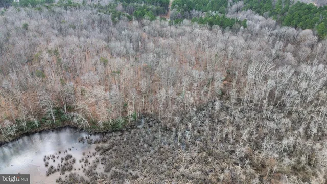 a view of a forest with trees in the background