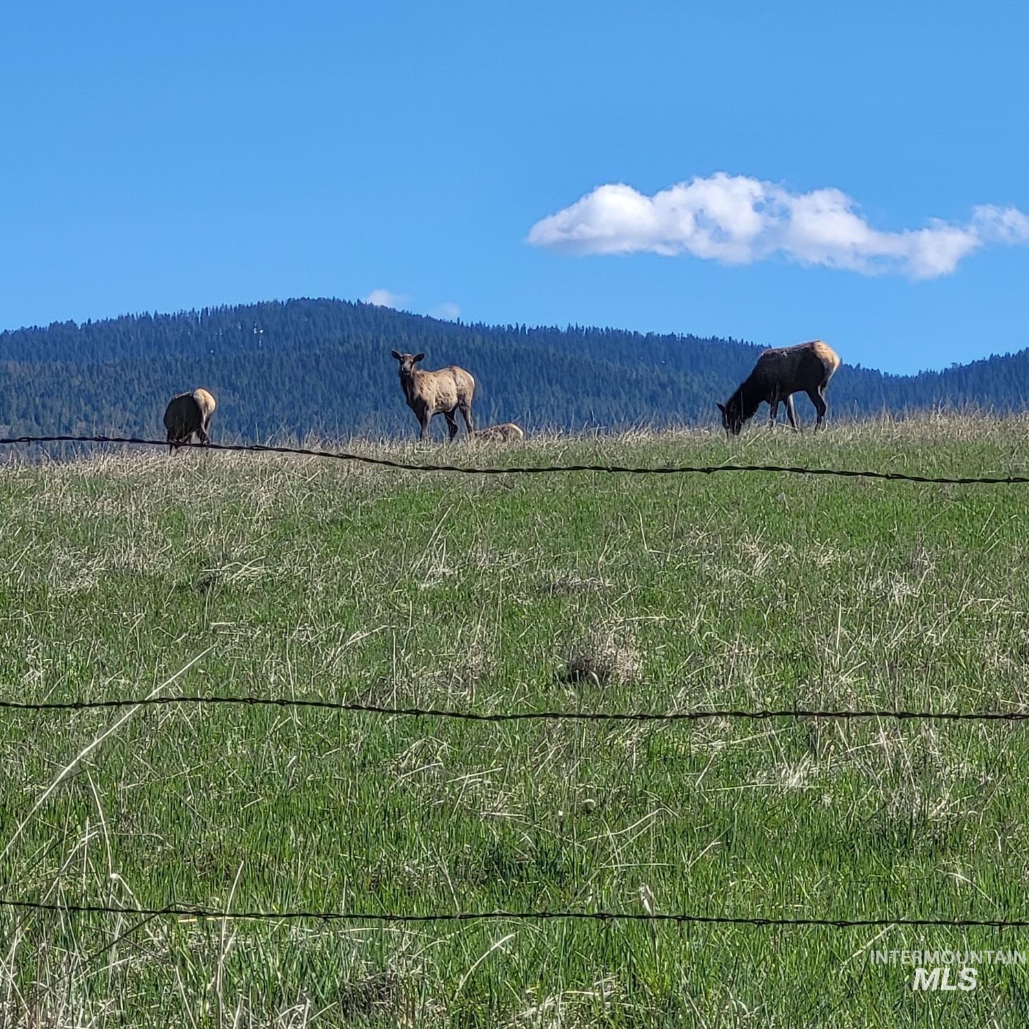 680 Pleasant Valley Road Stites, ID 83552 - Photo 36 of 42 Gallery Image 36