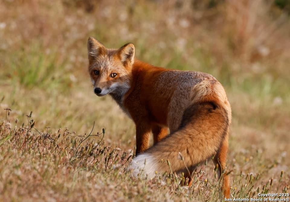 191 Crane Circle Spring Branch, TX 78070 - Photo 59 of 59
