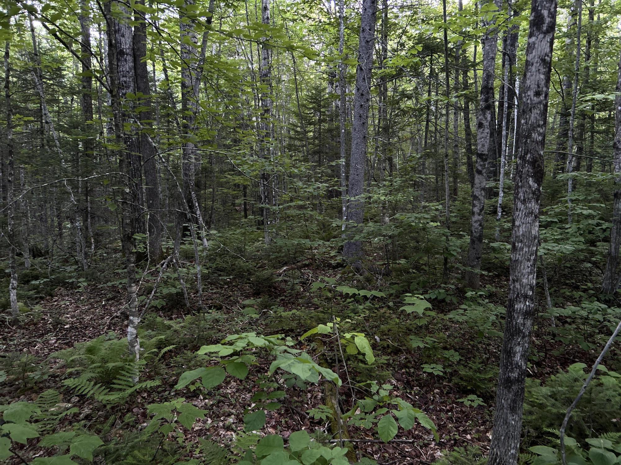 24a Anson Valley Road New Vineyard, ME 04956 - Photo 52 of 93 IMG_4901