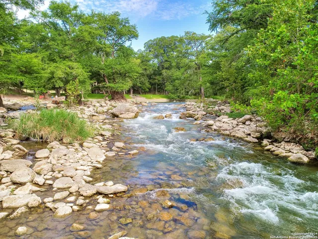 a view of a yard with plants and large trees