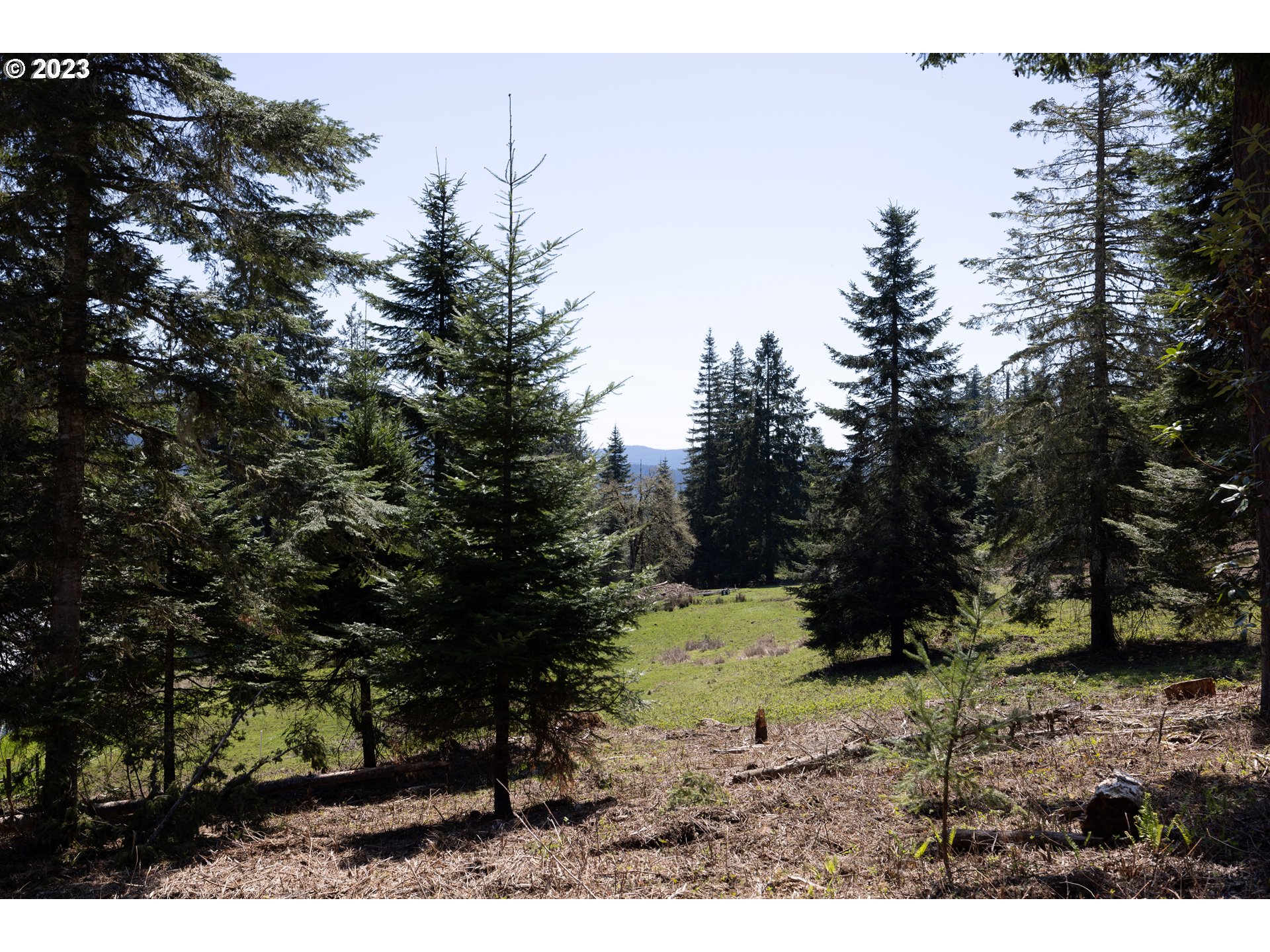 33125 Tate Road Creswell, OR 97426 - Photo 10 of 46 a view of a yard with a tree