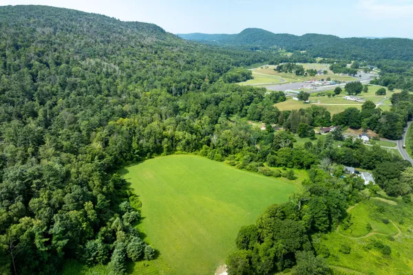 a view of a lush green forest with trees in the background