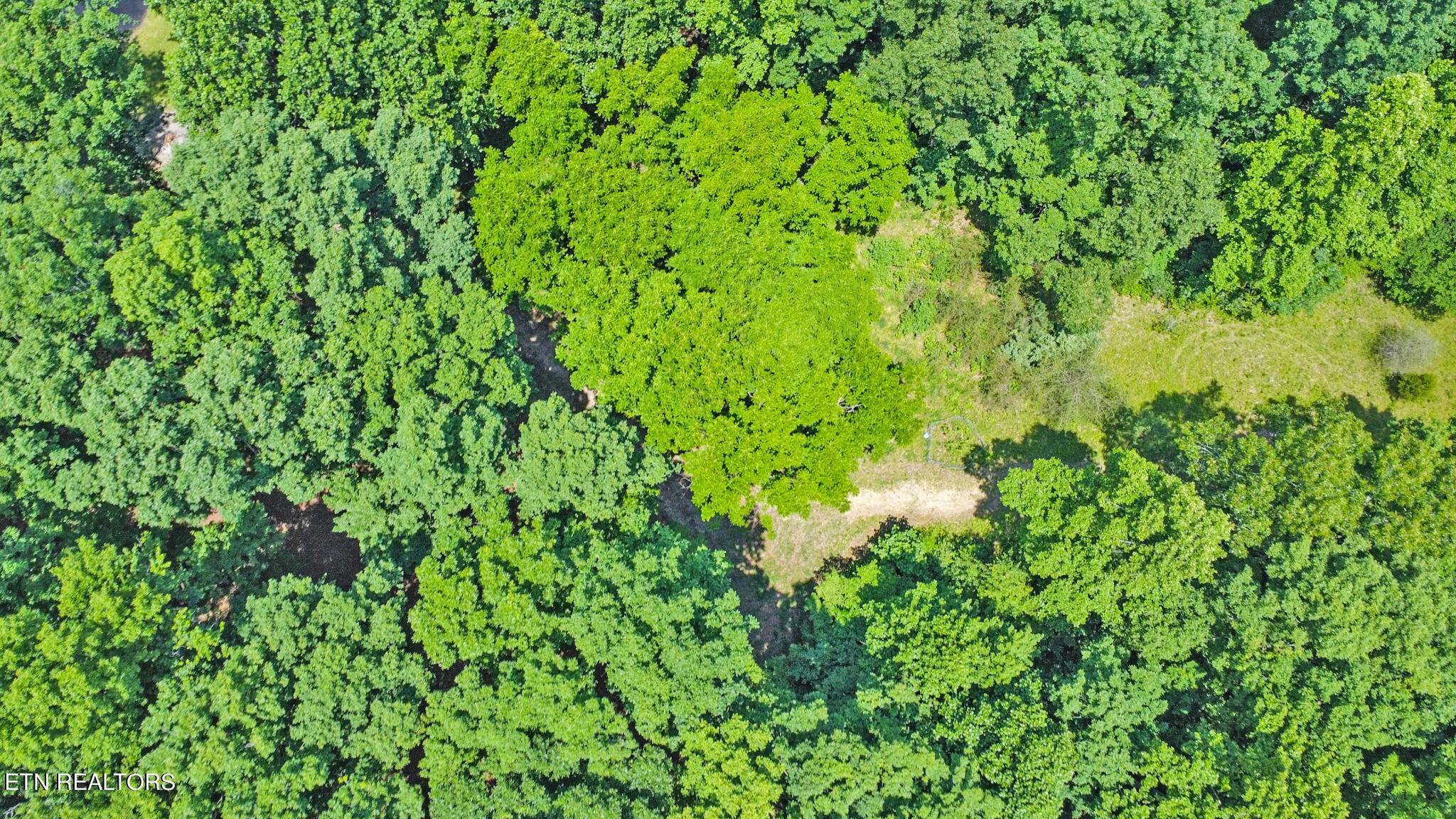 1620 Bell Road Crossville, TN 38571 - Photo 47 of 54 a view of a lush green forest