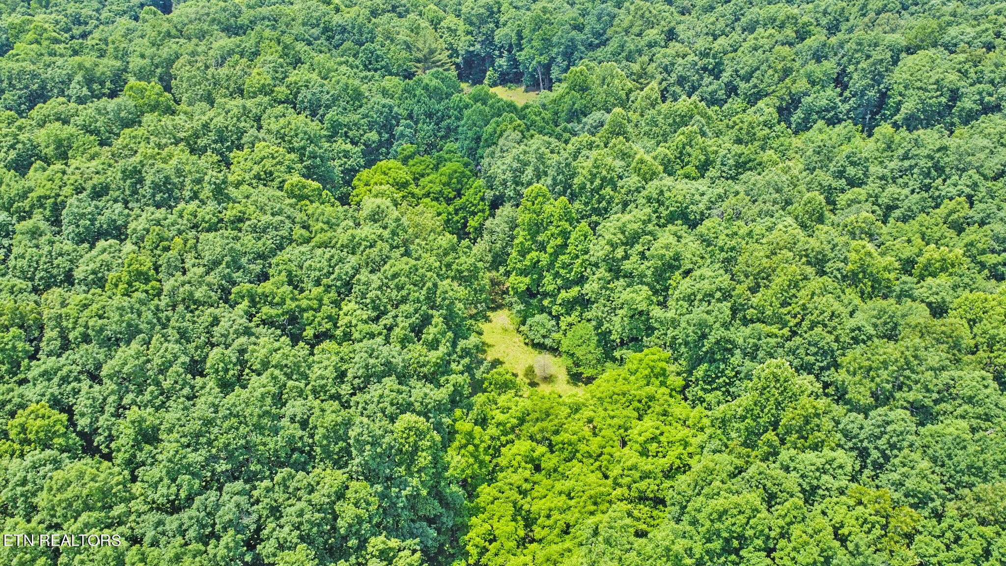 1620 Bell Road Crossville, TN 38571 - Photo 51 of 54 a view of a lush green forest