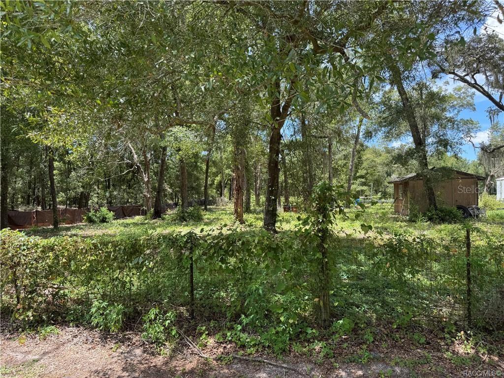 5590 Northwest 76th Avenue Chiefland, FL 32626 - Photo 16 of 22 a view of a lush green forest with large trees