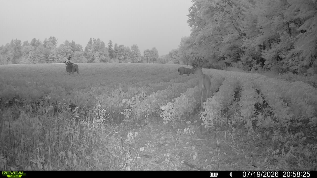 0 Little Sweden Road Osseo, WI 54758 - Photo 6 of 30