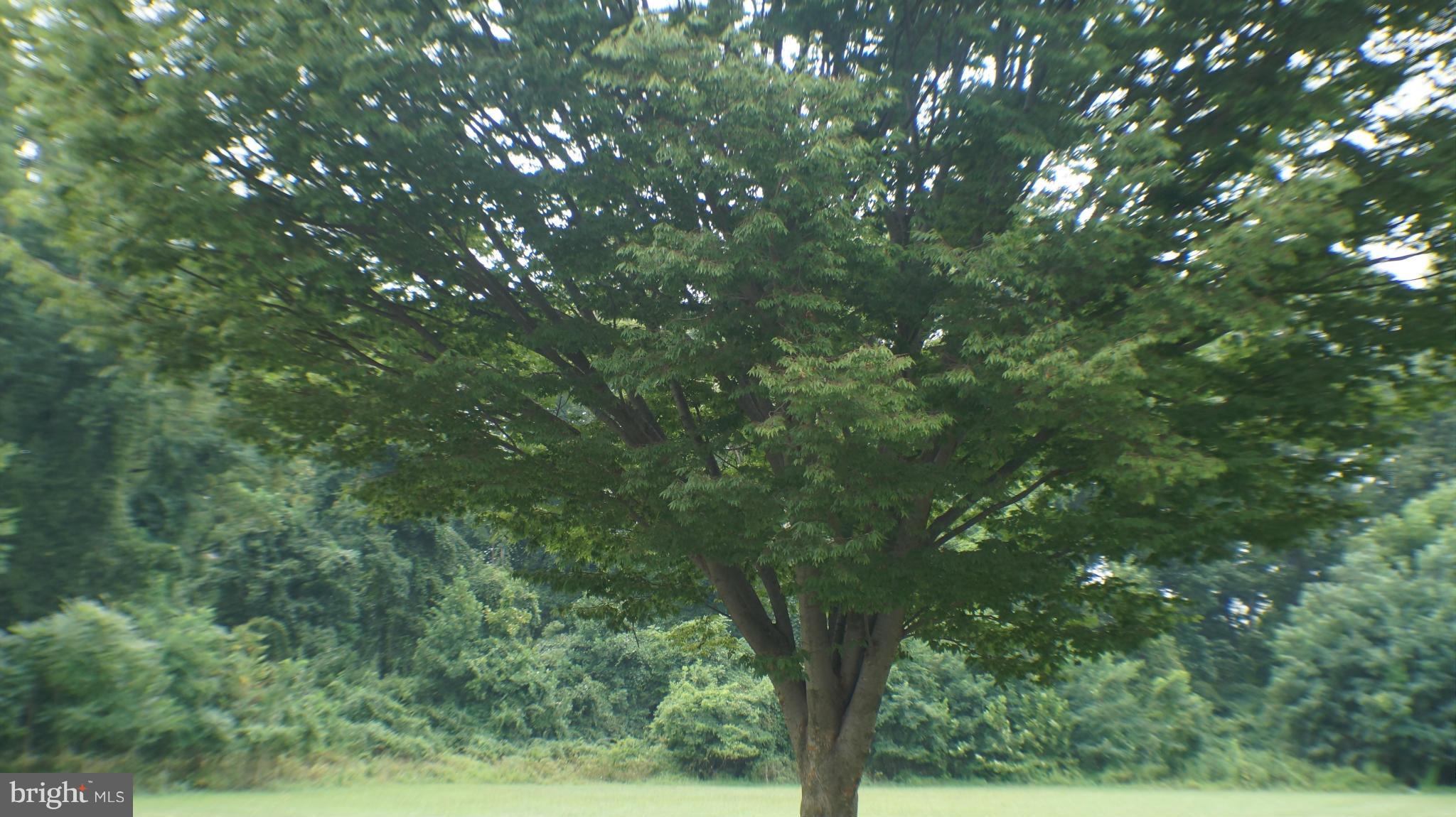 1233 Kevin Road Baltimore, MD 21229 - Photo 19 of 22 a view of a tree in a yard