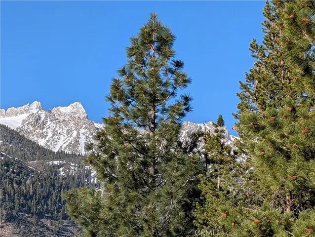 a view of a tree in a yard with a tree
