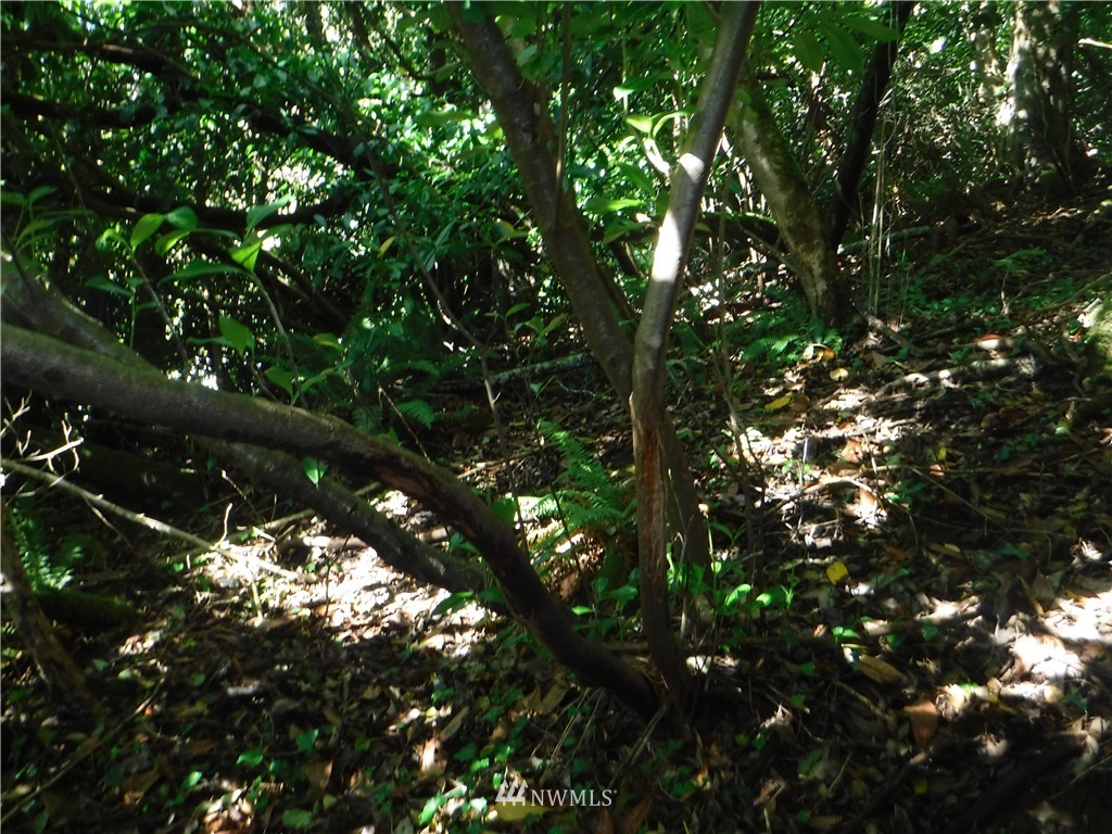 0 Adams Street Hoquiam, WA 98550 - Photo 3 of 4 a picture of tree