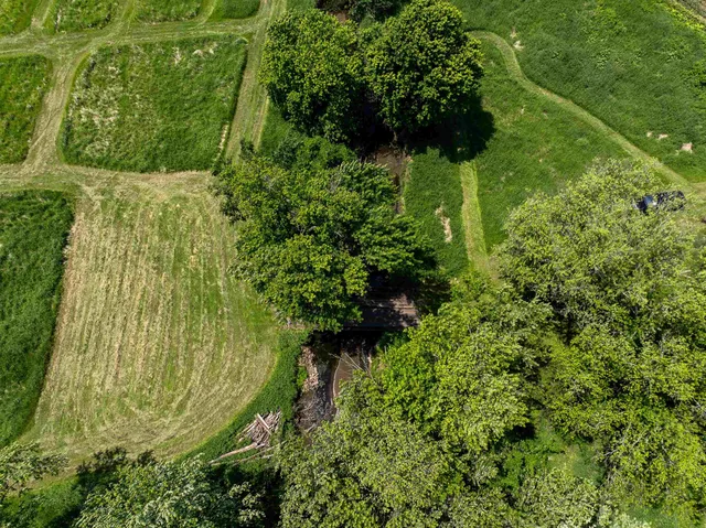 a view of a lush green forest