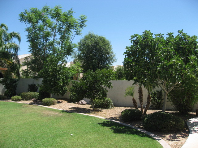 2106 East Victor Road Gilbert, AZ 85296 - Photo 15 of 22 mature trees
