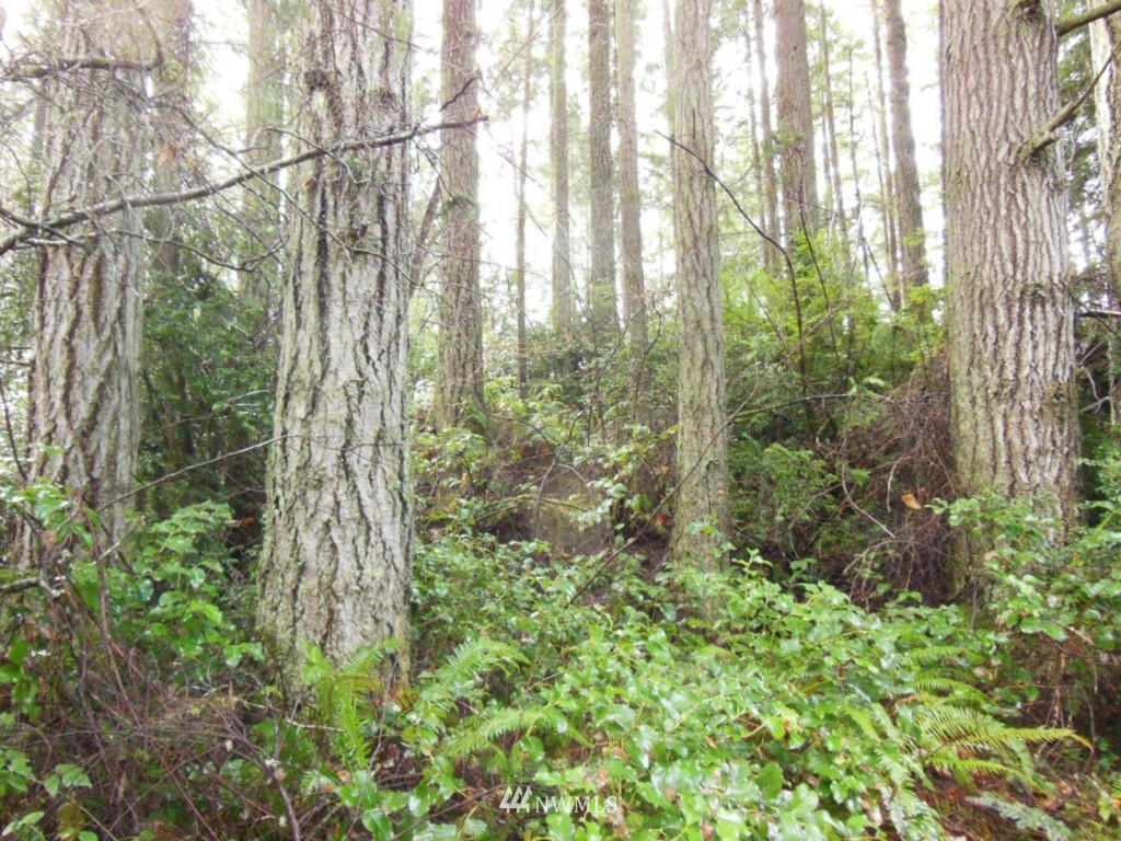 5224 Mahncke Road Southwest Longbranch, WA 98351 - Photo 17 of 22 Gallery Image 17