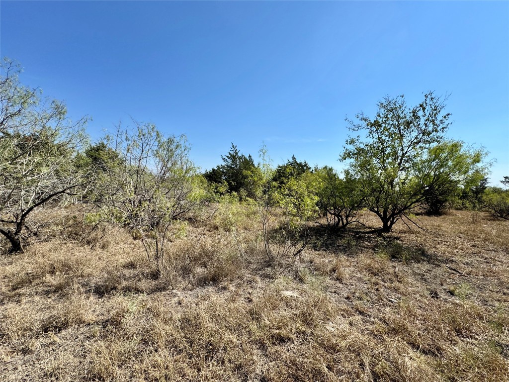 14312 Maha Road Austin, TX 78719 - Photo 8 of 10 a view of a forest with a tree in the background