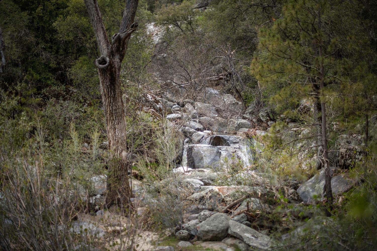 2695 Paso Pass Road Mariposa, CA 95338 - Photo 46 of 56 a view of a forest with a tree