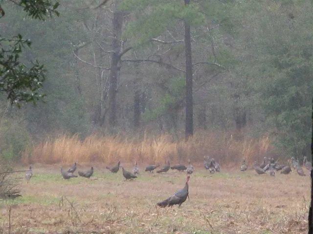 $1,100,000 | 10300 McCracken Road, Tallahassee, FL 32309