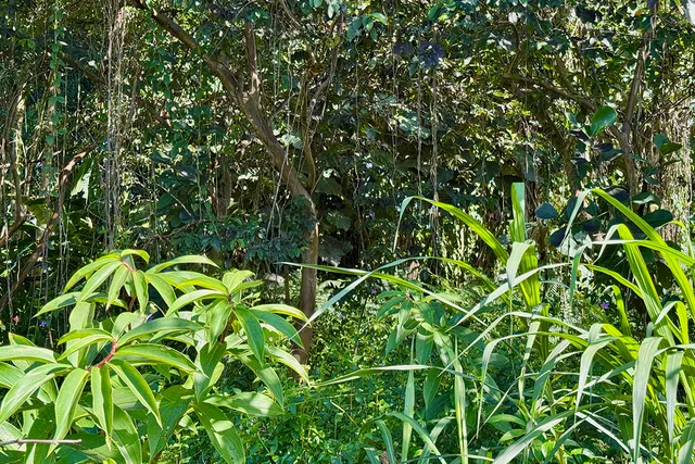 $25,000 | 3 Oopu Street, Pahoa, HI 96778