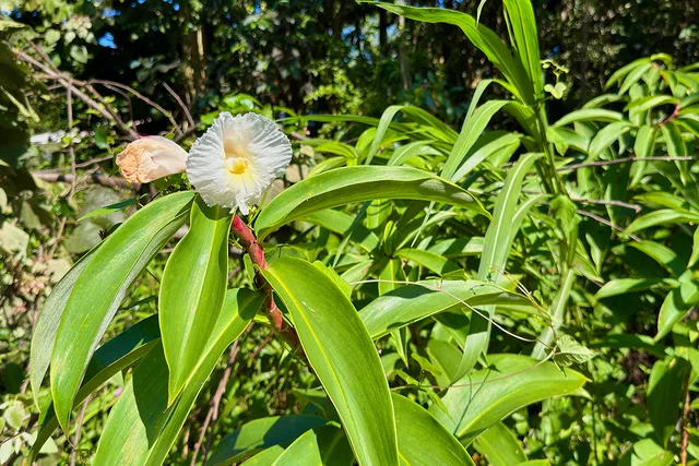 $25,000 | 3 Oopu Street, Pahoa, HI 96778