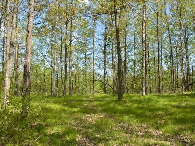 W6415 Cth Road Tomahawk, WI 54487 - Photo 15 of 21 Gallery Image 15