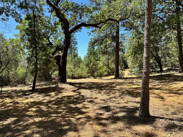 a view of a tree with a yard